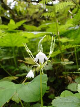 Image of Trillium-Leaf Wood-Sorrel