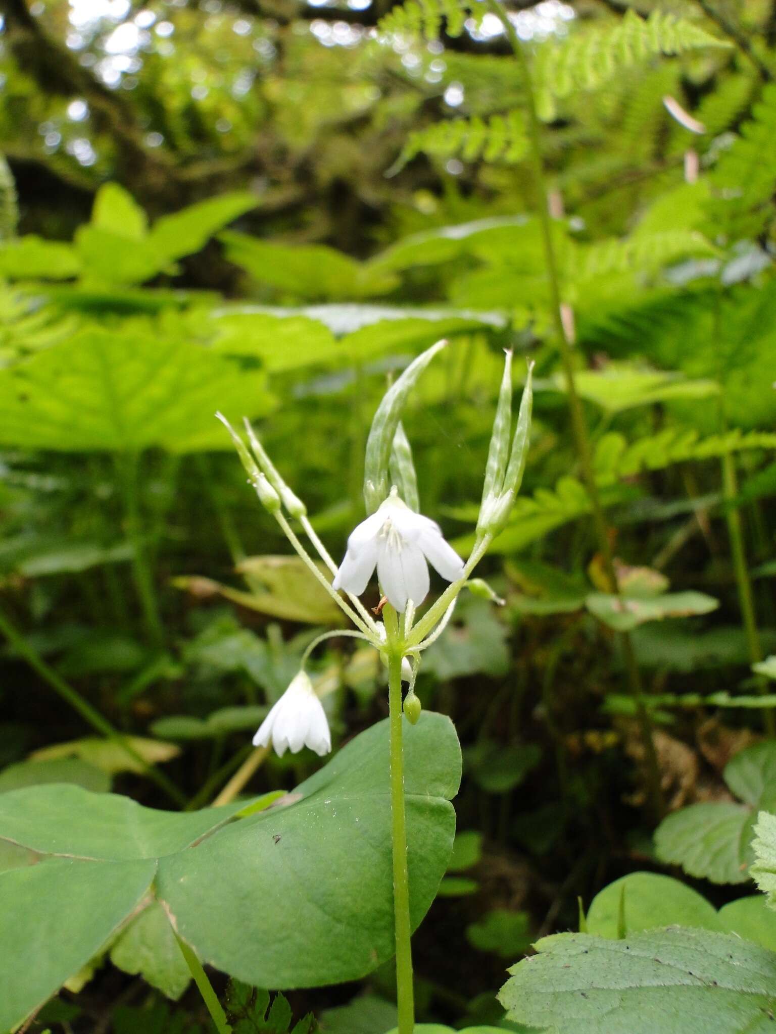 Sivun Oxalis trilliifolia Hook. kuva