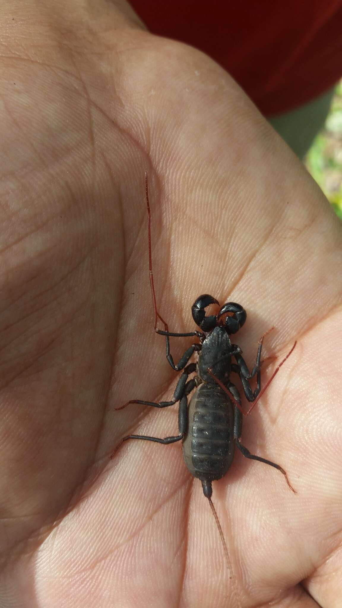 Image of Mastigoproctus proscorpio (Latreille 1806)