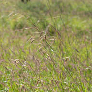 Plancia ëd Themeda avenacea (F. Muell.) T. Durand & B. D. Jacks.