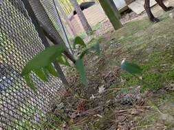 Image of Polygonatum biflorum var. biflorum