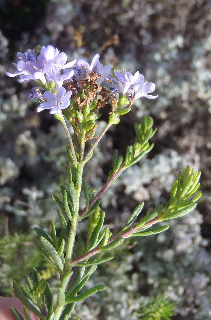 Image of Selago cinerea L. fil.