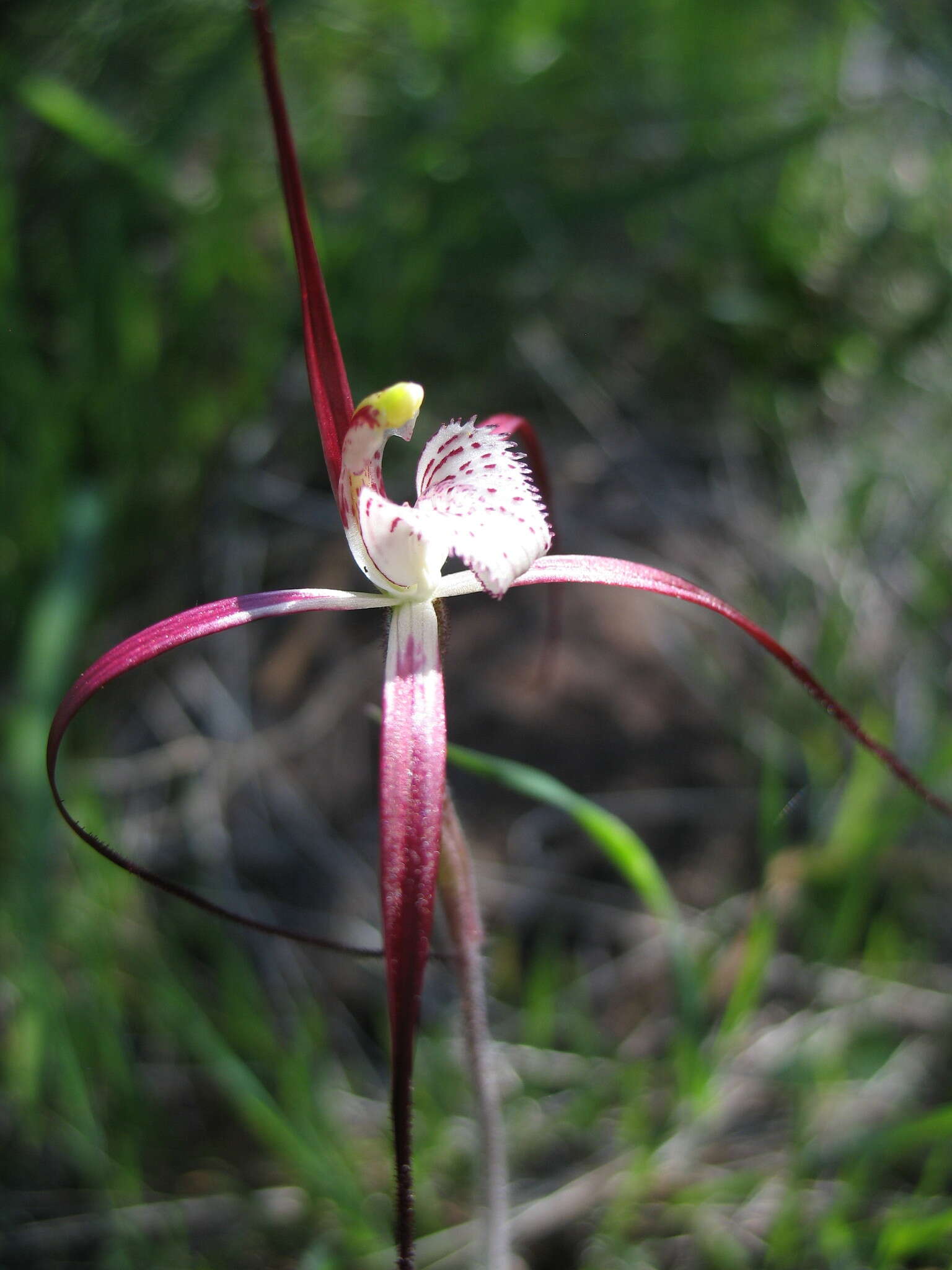 Image of Caladenia denticulata subsp. rubella A. P. Br. & G. Brockman