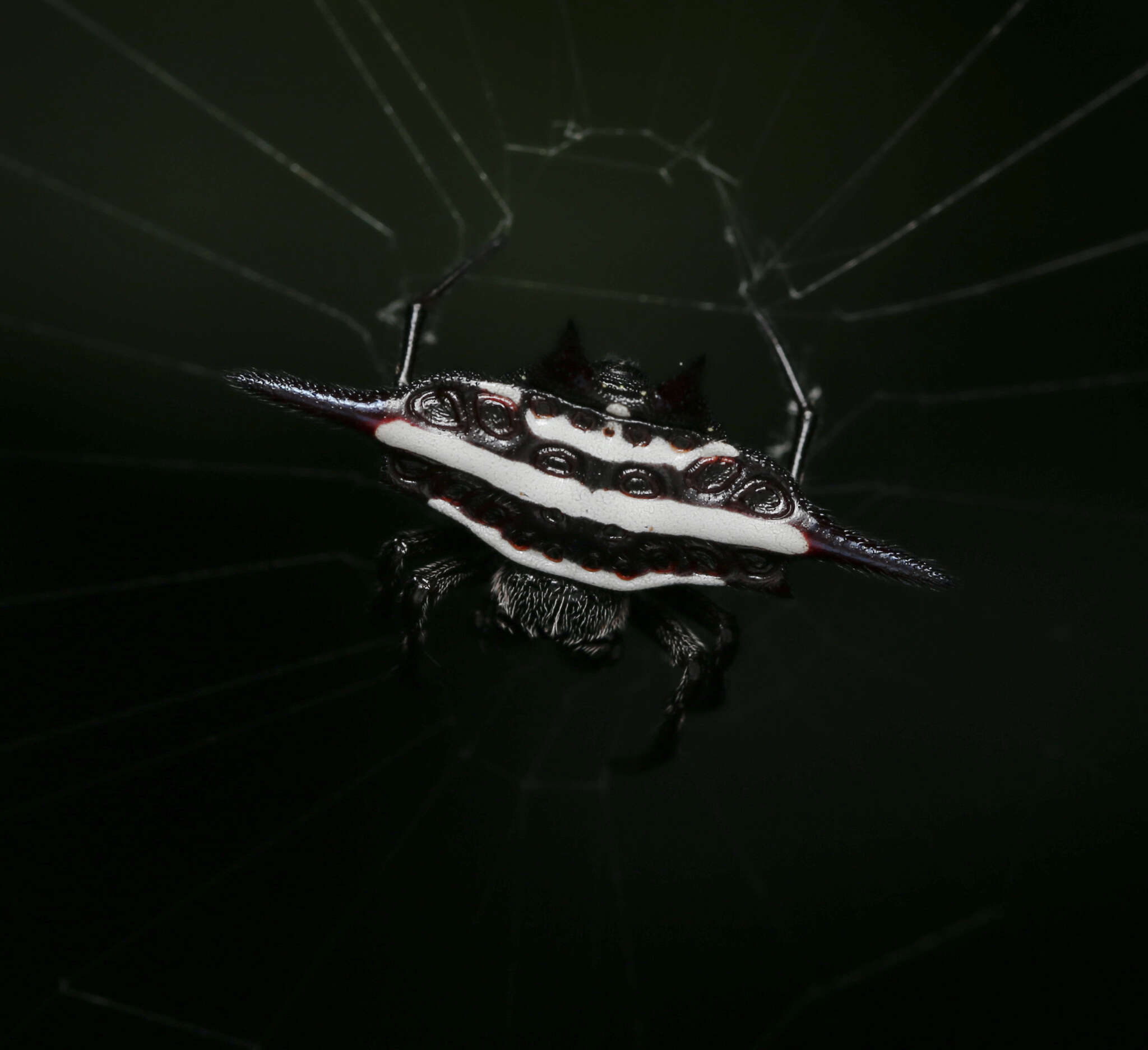 Image of Doria's Spiny Spider