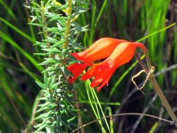 Image of Cyrtanthus staadensis Schönland