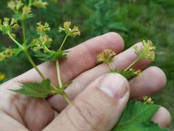 Image of broadtooth lady's mantle