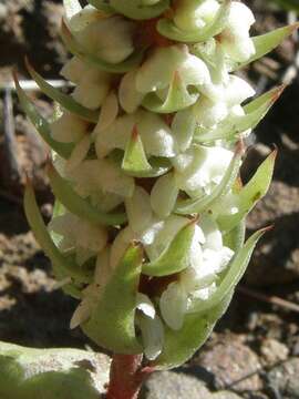 Image of Satyrium bicallosum Thunb.