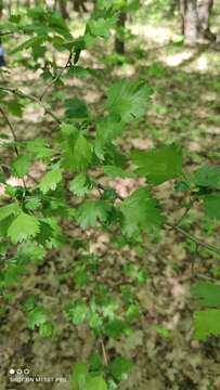 Слика од Crataegus rhipidophylla Gand.