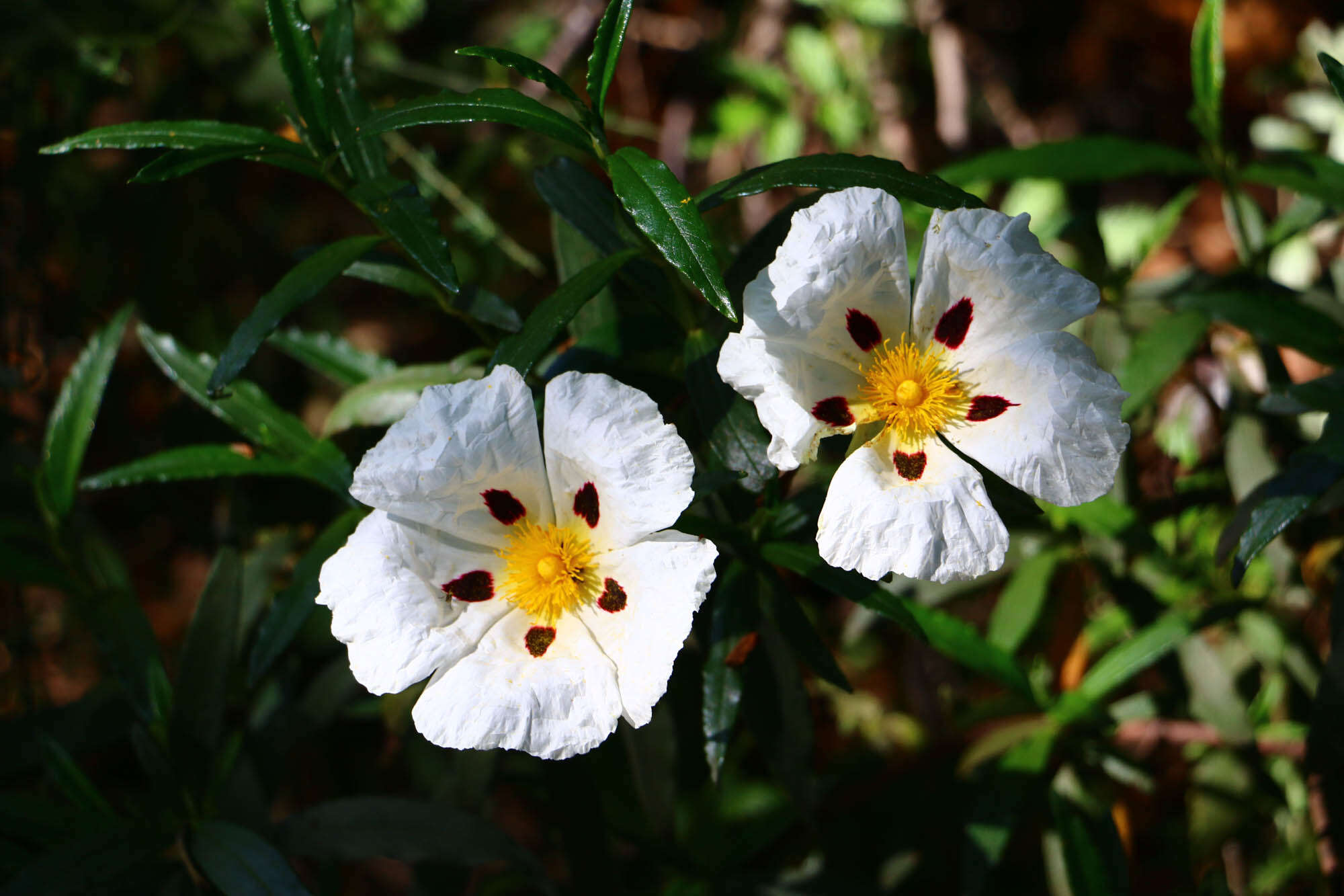 Image of common gum cistus