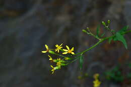 Plancia ëd Senecio scandens var. crataegifolius (Hayata) Kitam.