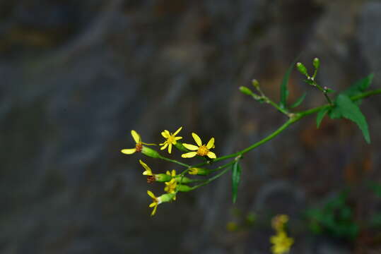 Image of Senecio scandens var. crataegifolius (Hayata) Kitam.