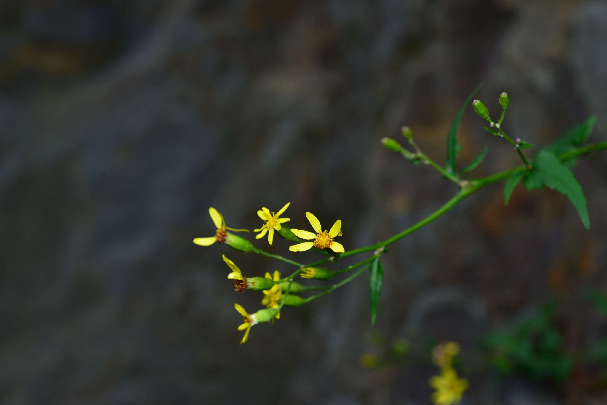 Plancia ëd Senecio scandens var. crataegifolius (Hayata) Kitam.