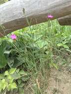 Слика од Dianthus deltoides L.