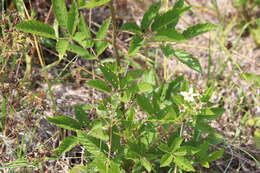 Слика од Rubus pensilvanicus Poir.