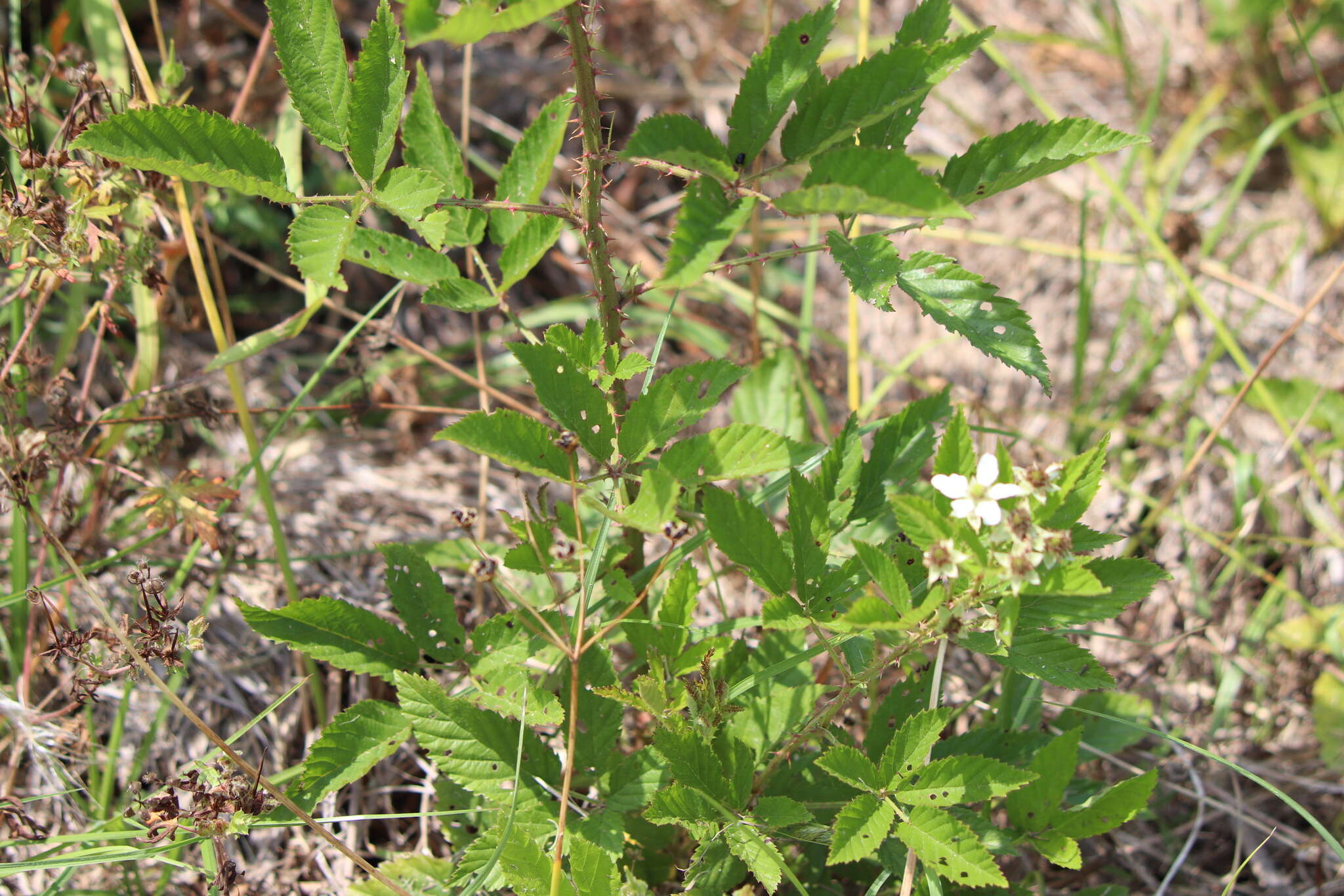 Слика од Rubus pensilvanicus Poir.