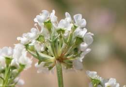 Plancia ëd Eurytaenia texana Torr. & Gray