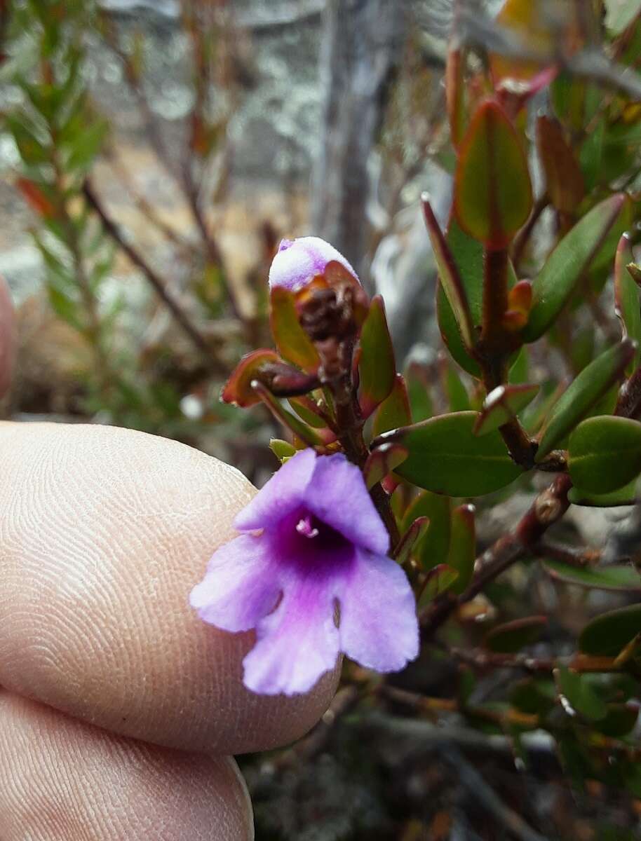 Prostanthera hindii B. J. Conn resmi