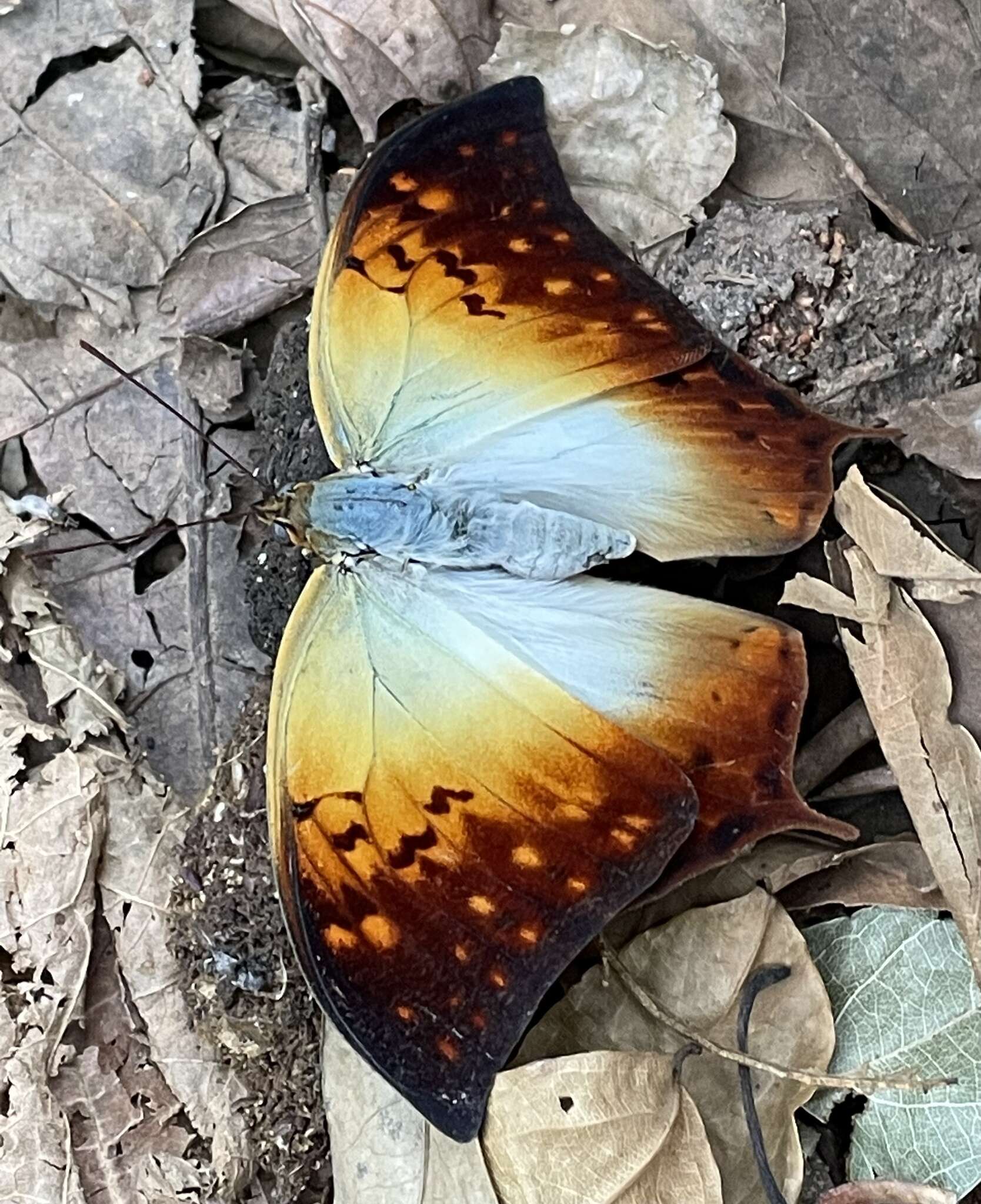 Image of <i>Charaxes <i>acuminatus</i></i> acuminatus