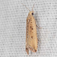 Image of Javelin Moth