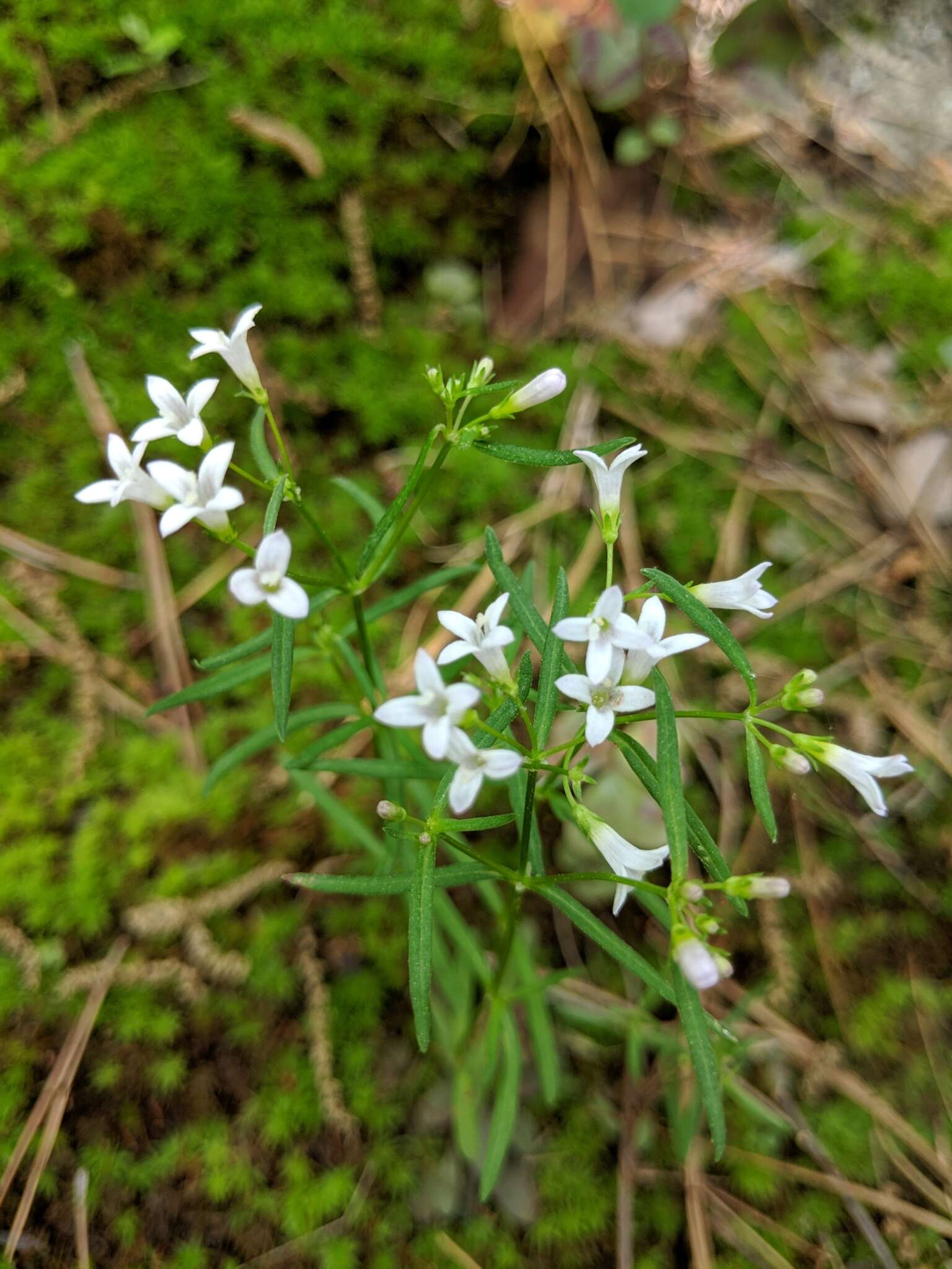 Image of longleaf summer bluet