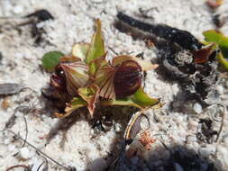 Image of Satyrium pumilum Thunb.