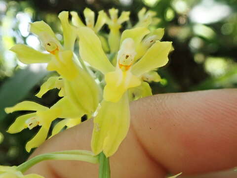 Image of Gomesa planifolia (Lindl.) Klotzsch ex Rchb. fil.