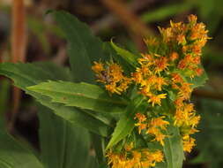 صورة Solidago lepida DC.