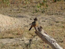 Image of Say's Phoebe