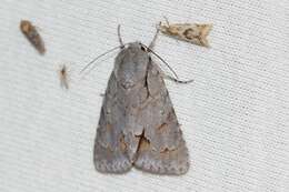 Image of Triton Dagger Moth