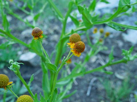 Plancia ëd Helenium microcephalum DC.