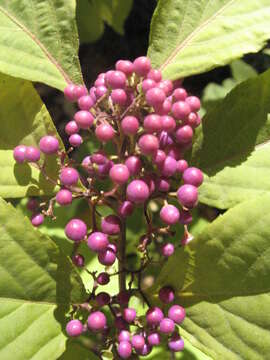 Image of Japanese callicarpa