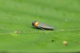 Image of Plectoderes (Plectoderes) collaris Coquebert de Montbret 1801