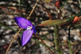 Image of Patersonia glabrata R. Br.