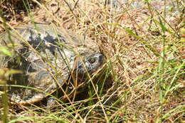 Image of Barbour's Map Turtle