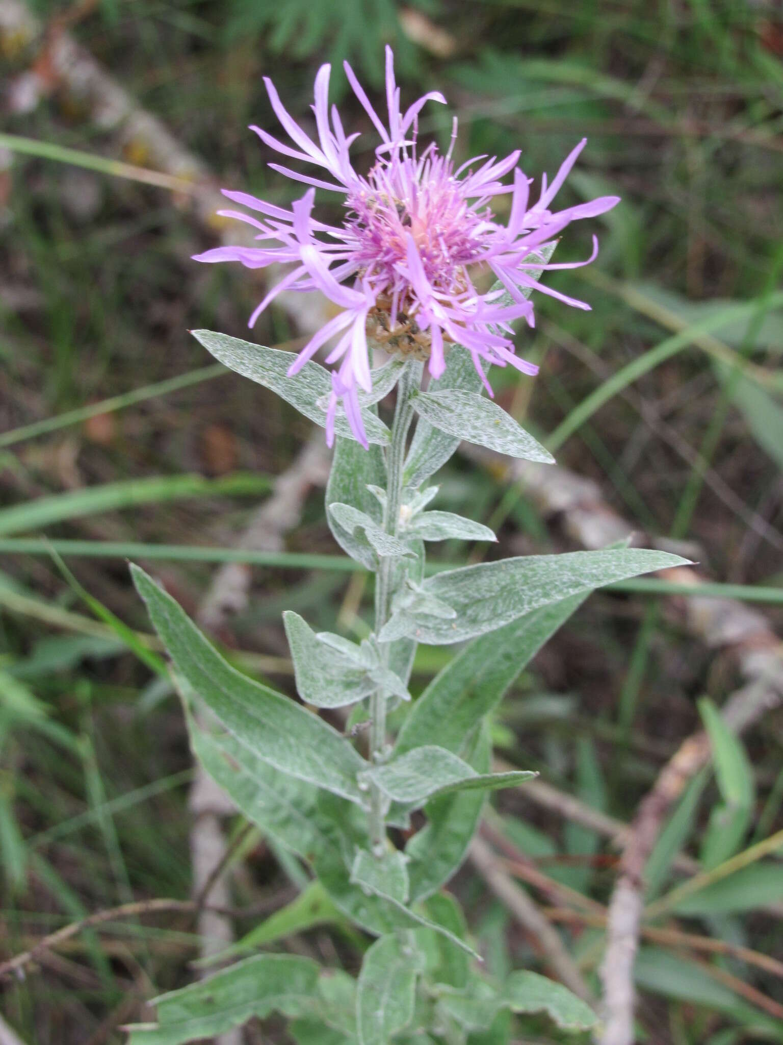 Image of Centaurea jacea subsp. substituta (Czer.) A. D. Mikheev