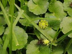 Image de Hydrocotyle bonplandii A. Rich.