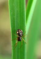 Image of Pachygnatha listeri Sundevall 1830