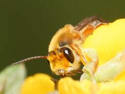 Слика од Trichocolletes burnsi Michener 1965