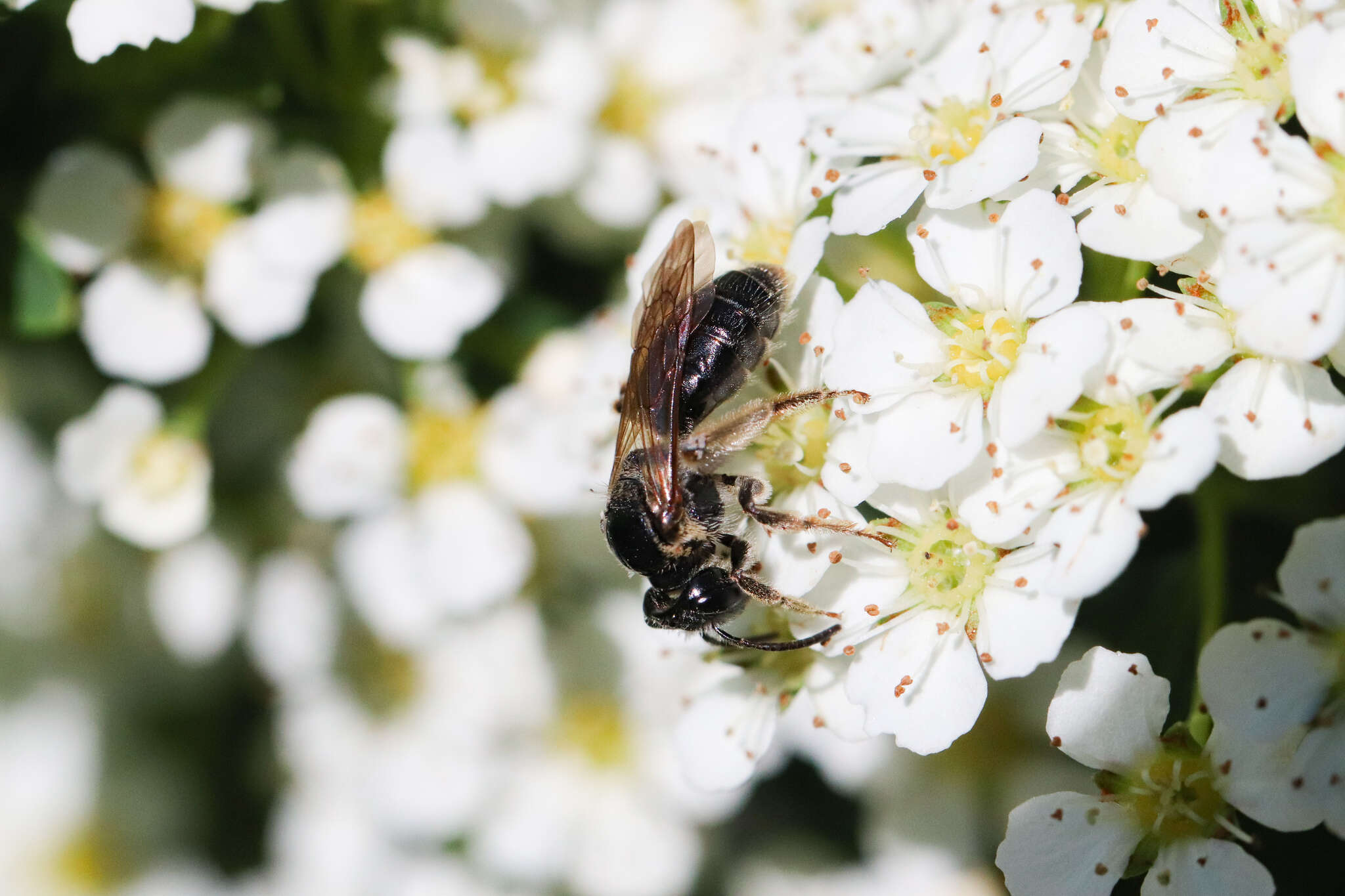 Image of Nude Andrena