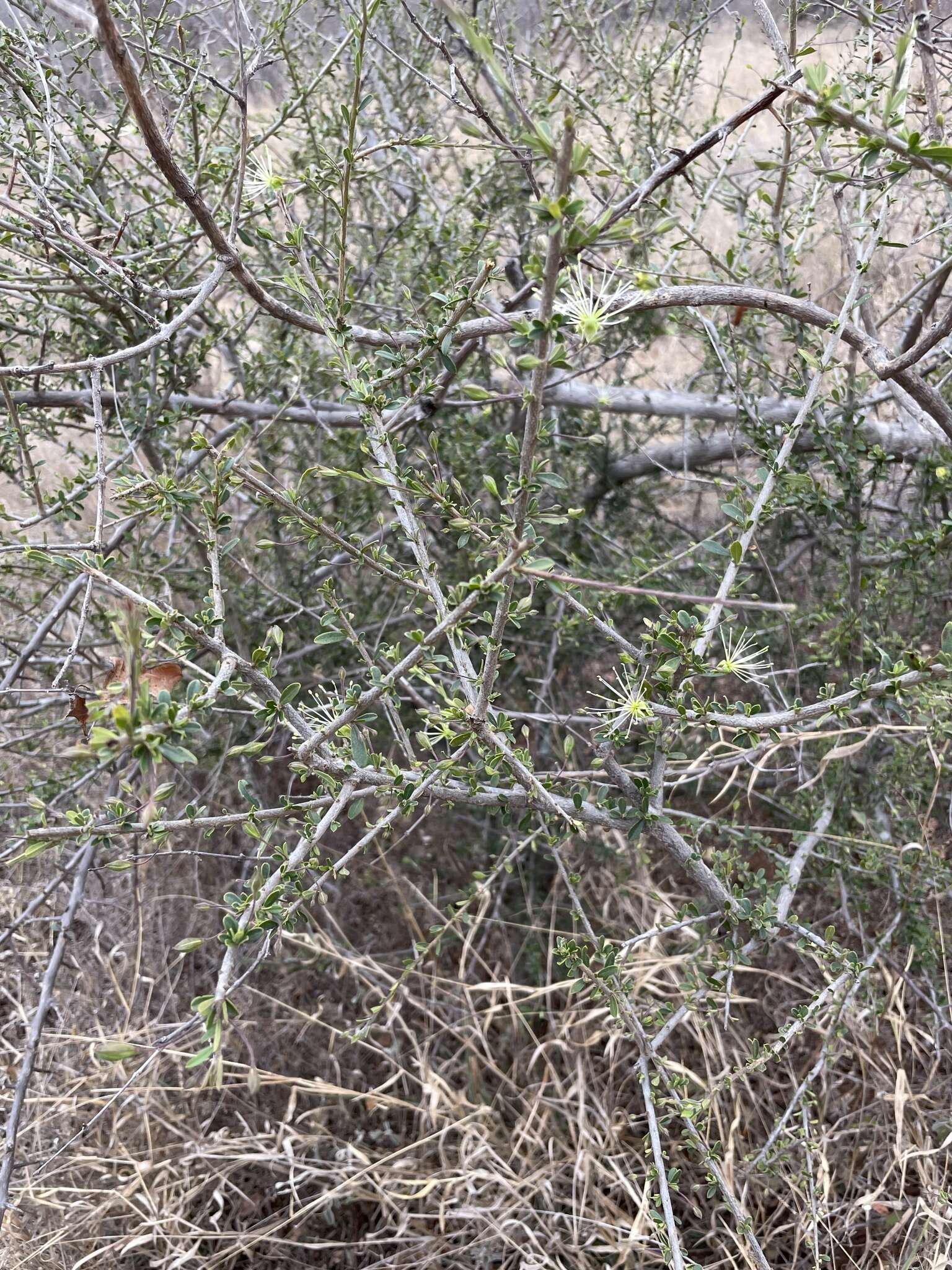 Image of Dwarf bush-cherry