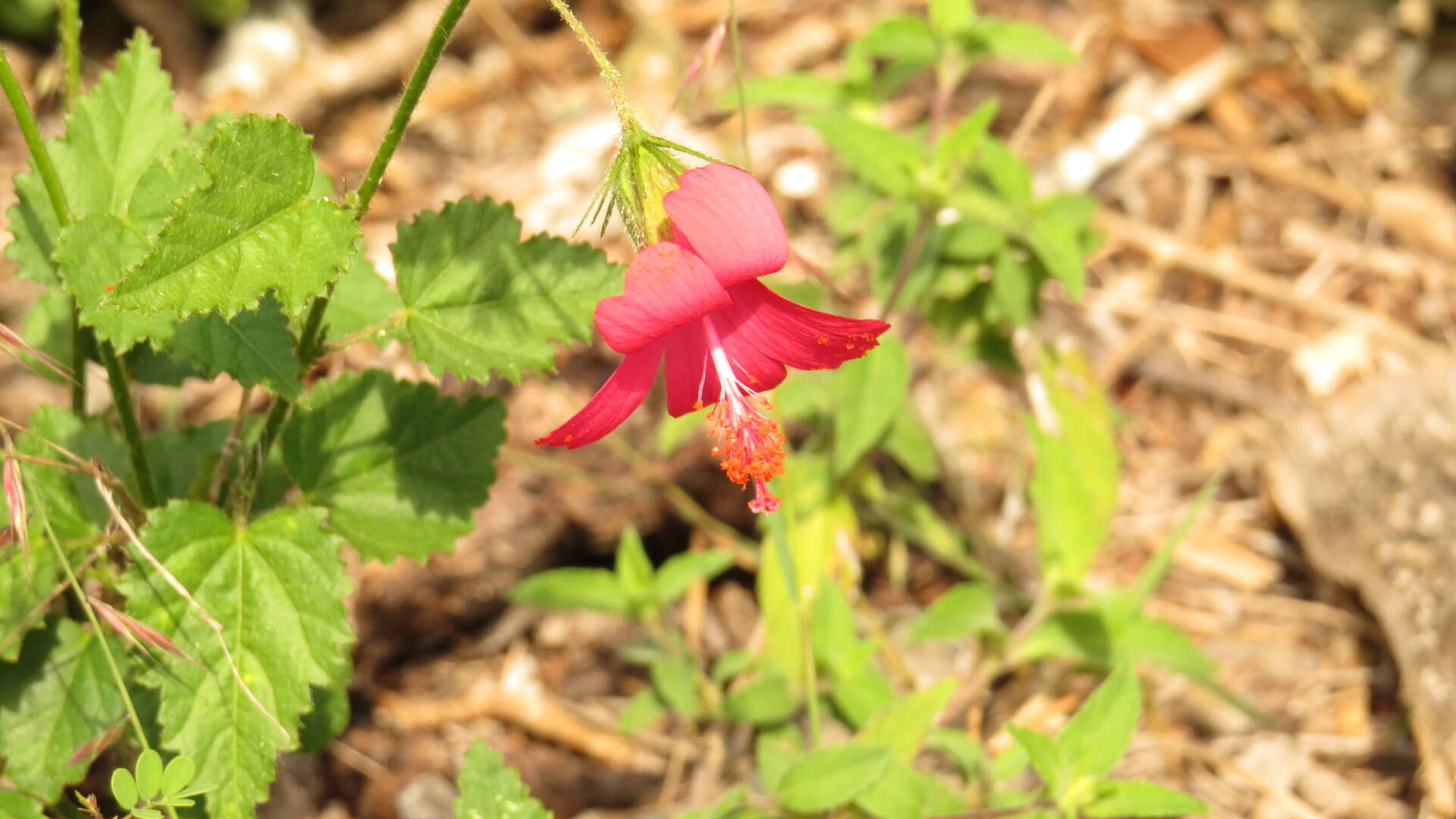 Image of Poeppig's rosemallow