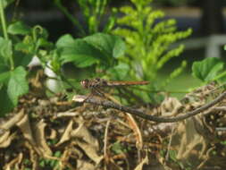 Image of Orthemis nodiplaga Karsch 1891