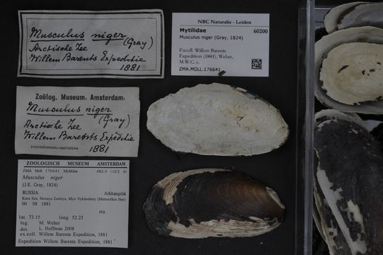 Image of black musculus