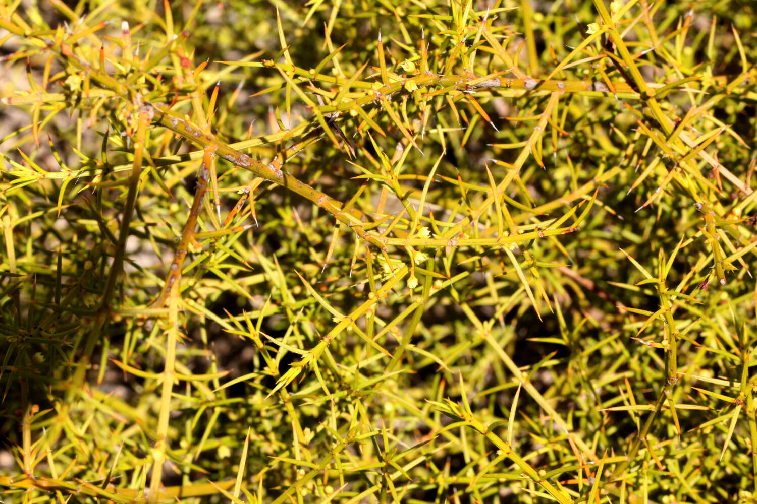 Apatophyllum teretifolium A. R. Bean & L. W. Yessup的圖片