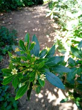 Image of Pittosporum heterophyllum Franch.