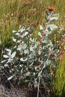 Image of water sugarbush