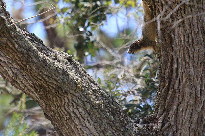 Image of Sherman's fox squirrel