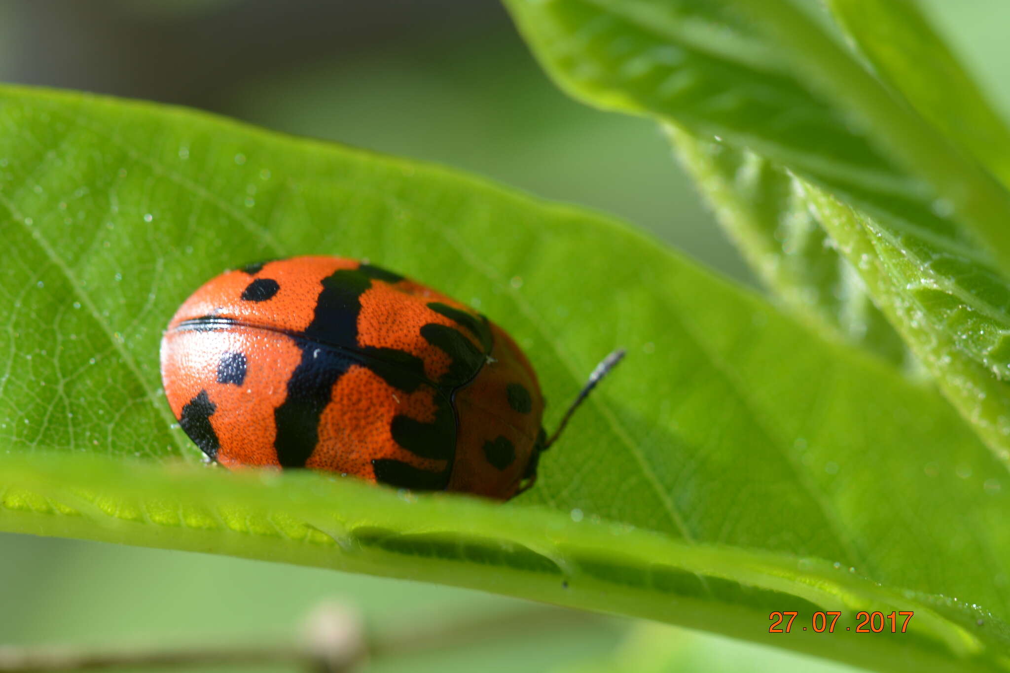 Sivun Ogdoecosta fasciata (Boheman 1856) kuva