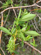 Image of Pacific Willow