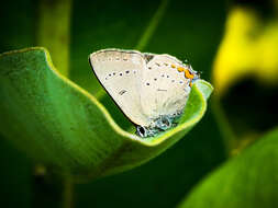 Image of Acadian Hairstreak